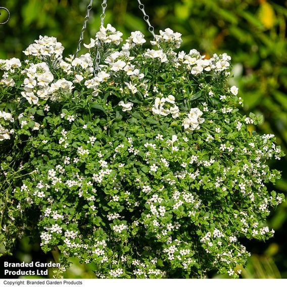 White Hanging Basket Duo