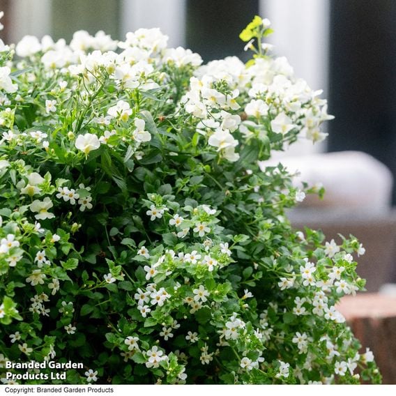 White Hanging Basket Duo