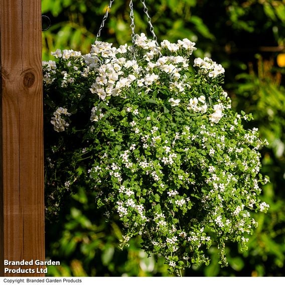 White Hanging Basket Duo