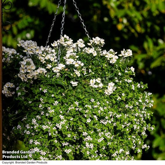 White Hanging Basket Duo