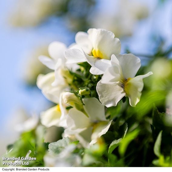 White Hanging Basket Duo