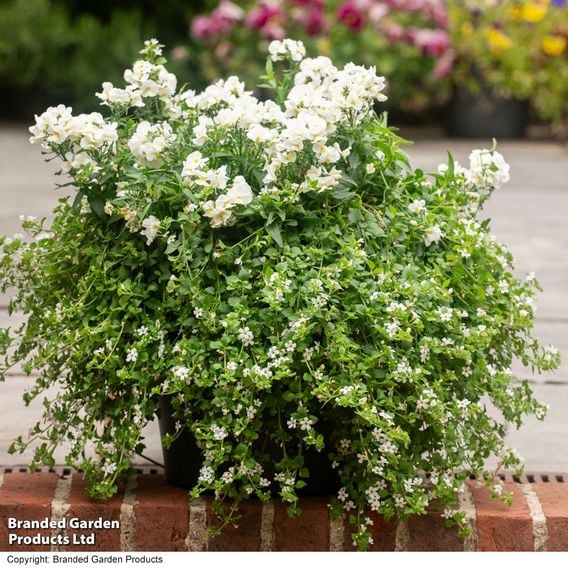 White Hanging Basket Duo