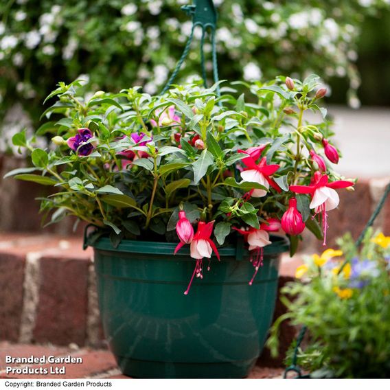 Fuchsia 'Trailing Mixed'