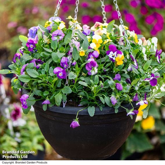 Viola 'Ice Babies' Pre-Planted Hanging Basket