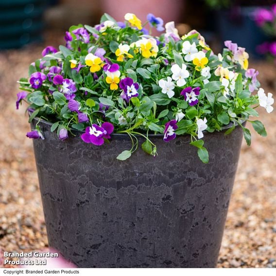 Viola 'Ice Babies' Pre-Planted Hanging Basket