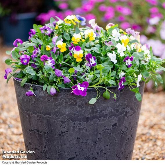 Viola 'Ice Babies' Pre-Planted Hanging Basket
