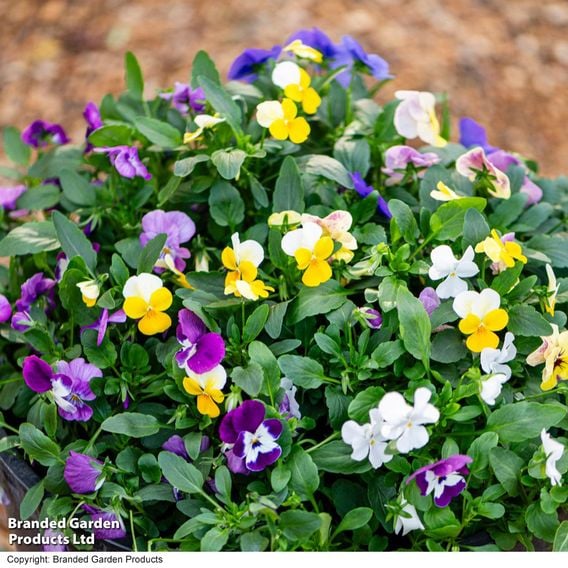 Viola 'Ice Babies' Pre-Planted Hanging Basket