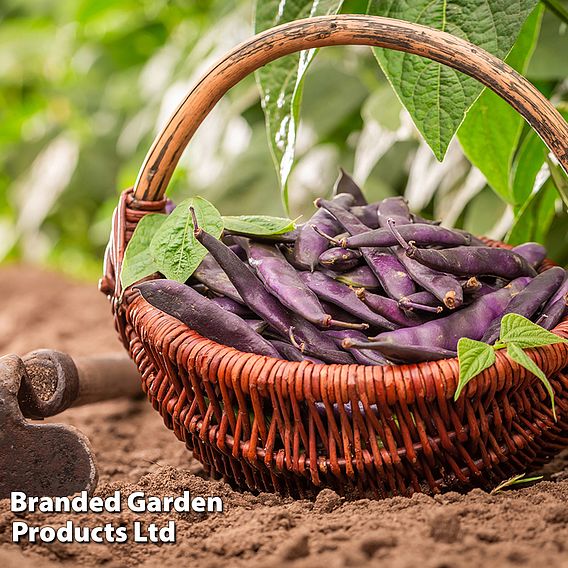 Runner Bean 'Black Knight' - Seeds