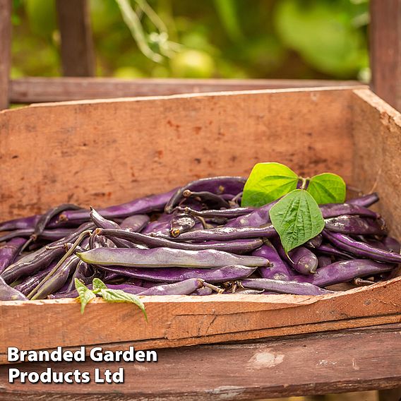 Runner Bean 'Black Knight' - Seeds