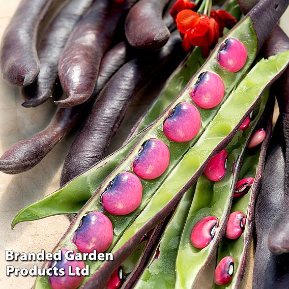 Runner Bean 'Black Knight' - Seeds