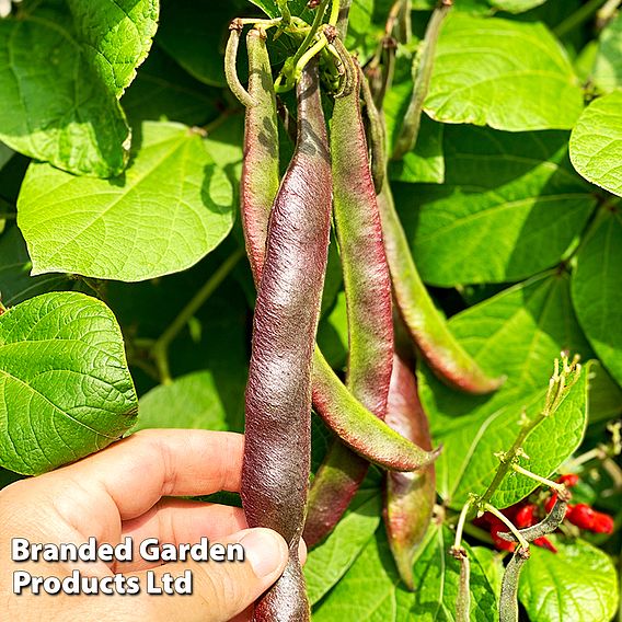 Runner Bean 'Black Knight' - Seeds