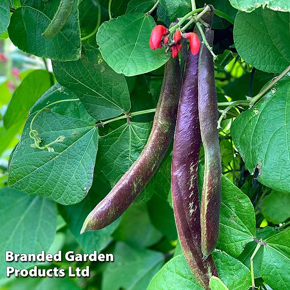 Runner Bean 'Black Knight' - Seeds