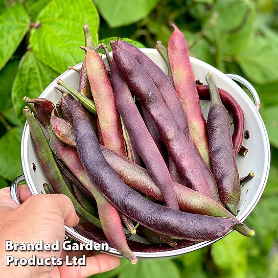 Runner Bean 'Black Knight' - Seeds