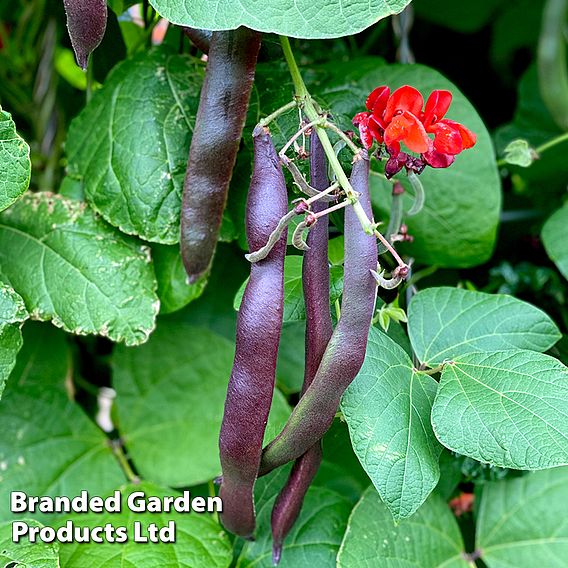 Runner Bean 'Black Knight' - Seeds