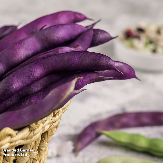 Climbing French Bean 'Blauhilde' - Seeds