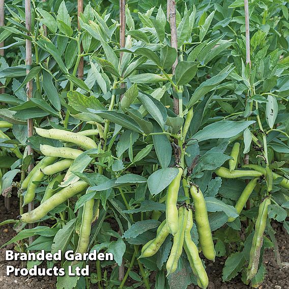 Broad Bean 'Luz de Otono'