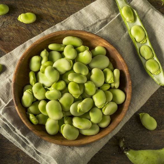 Broad Bean 'Major' - Seeds