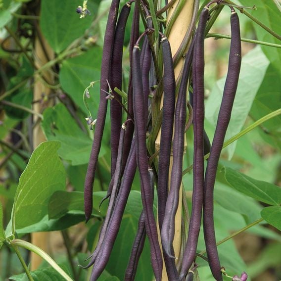 Climbing French Bean 'Carminat' - Seeds