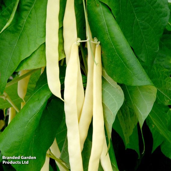 Climbing French Bean 'Golden Gate' - Organic Seeds