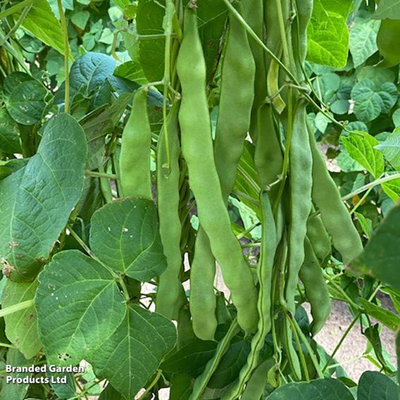 Climbing Bean 'Hacienda' - Seeds