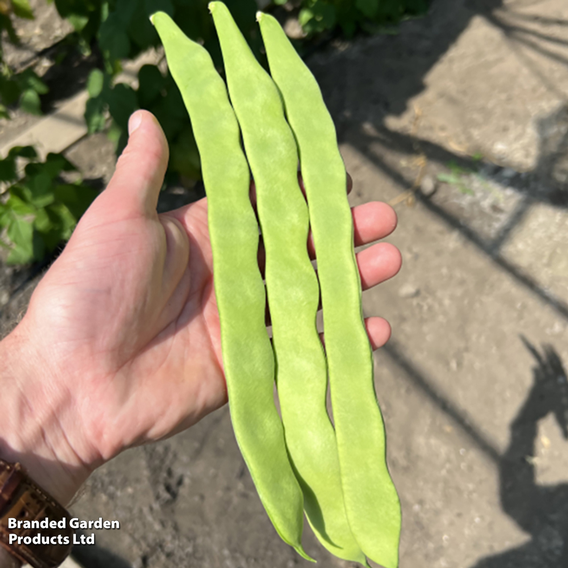 Climbing Bean 'Hacienda' - Seeds