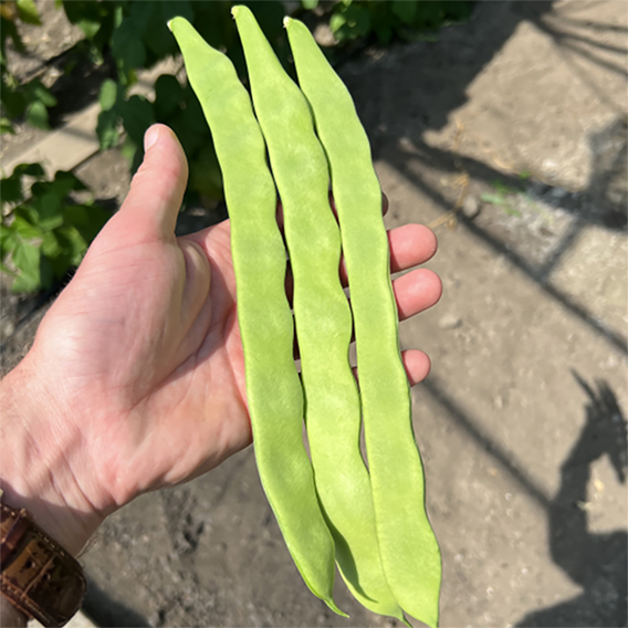Climbing Bean 'Hacienda' - Seeds