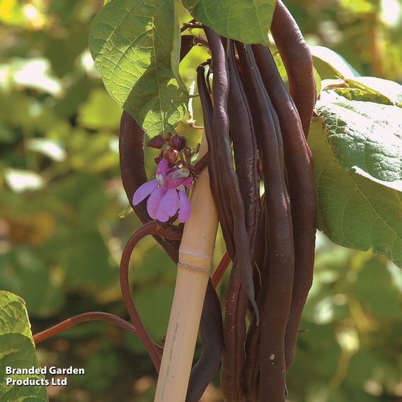 Climbing French Bean 'Blauhilde' - Seeds