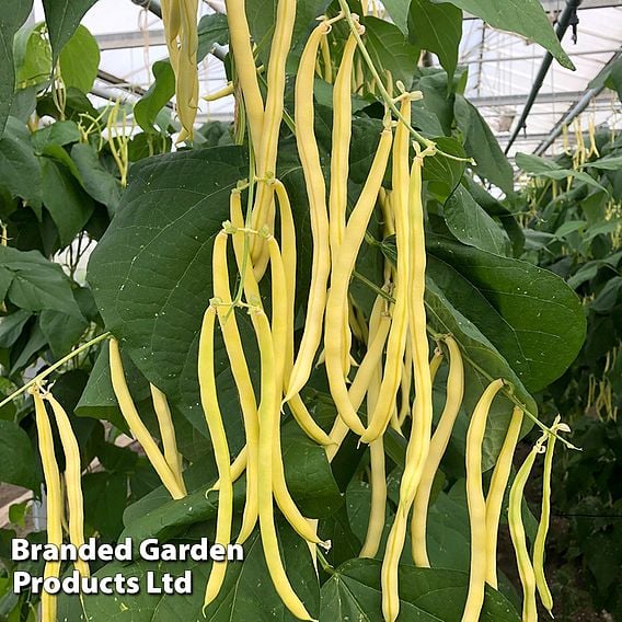 Climbing French Bean 'Sunshine' - Organic Seeds