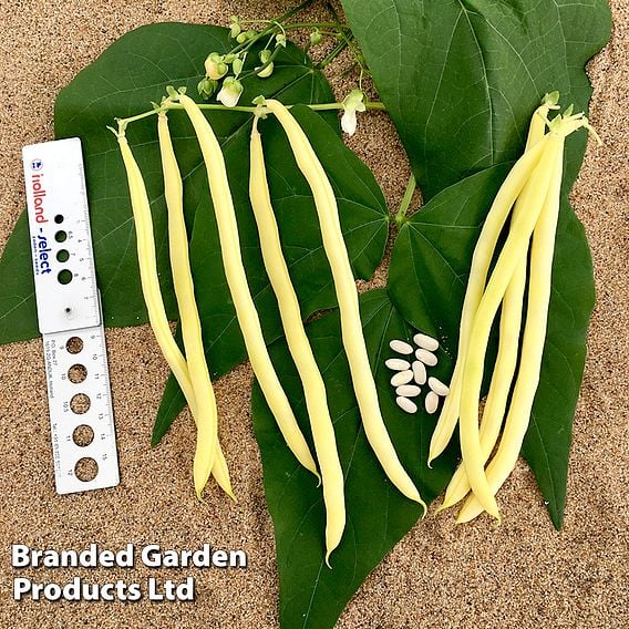 Climbing French Bean 'Sunshine' - Organic Seeds