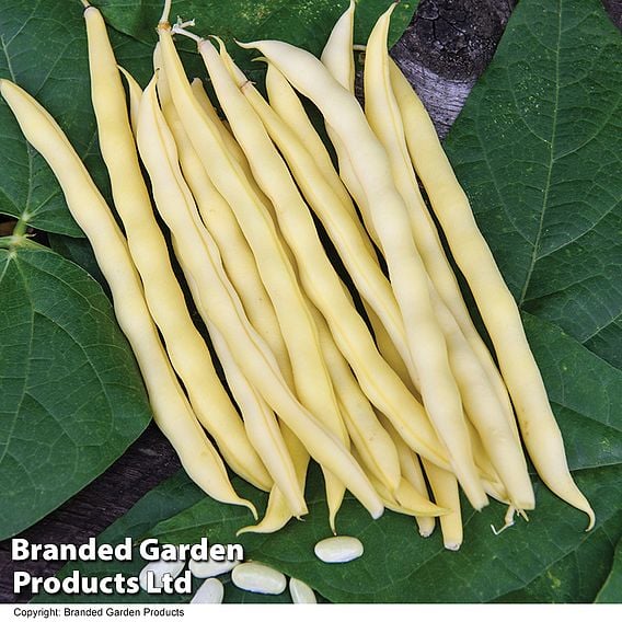 Climbing French Bean 'Sunshine' - Organic Seeds
