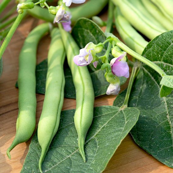 Dwarf French Bean 'Provider' - Seeds