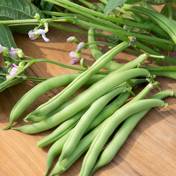 Dwarf French Bean 'Provider' - Seeds