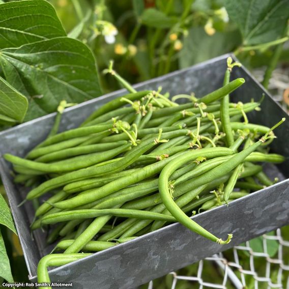 Dwarf Bean 'Medes' - Seeds