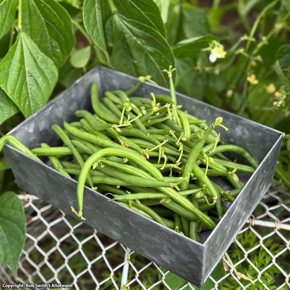 Dwarf Bean 'Medes' - Seeds