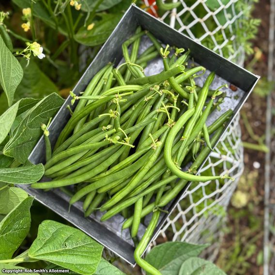 Dwarf Bean 'Medes' - Seeds