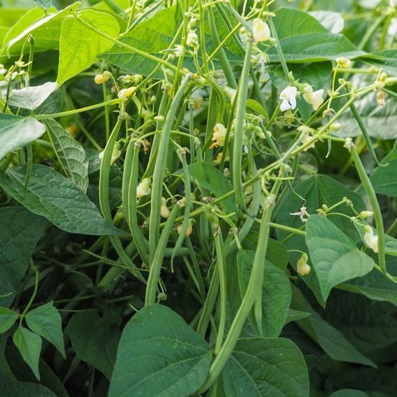 Dwarf French Bean 'Mascotte' - Seeds