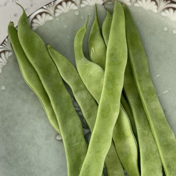 Runner Bean 'Prizewinner' - Seeds