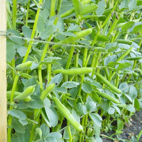 Broad Bean 'Suprifin' - Seeds