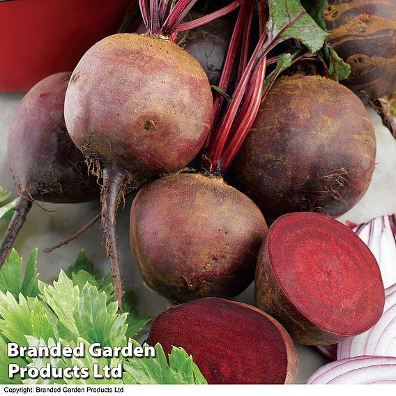 Beetroot Seeds - Boltardy