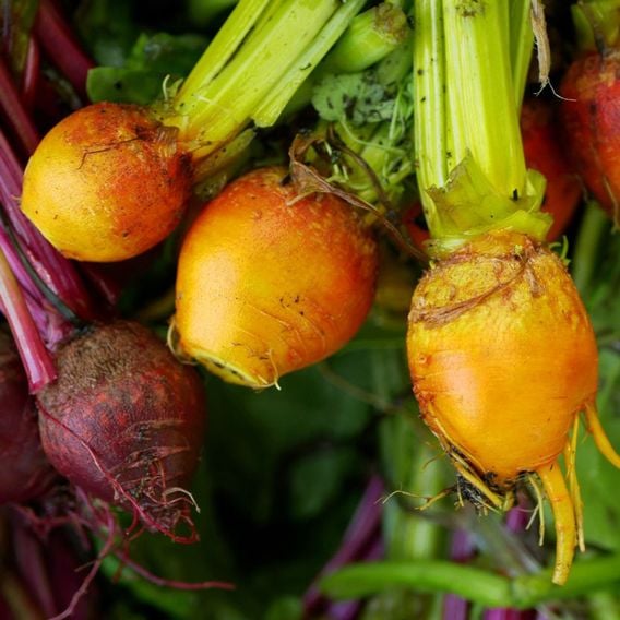Beetroot 'Burpee's Golden' - Seeds
