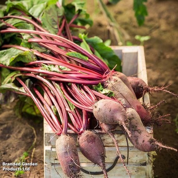 Beetroot 'Cylindra' - Organic Seeds