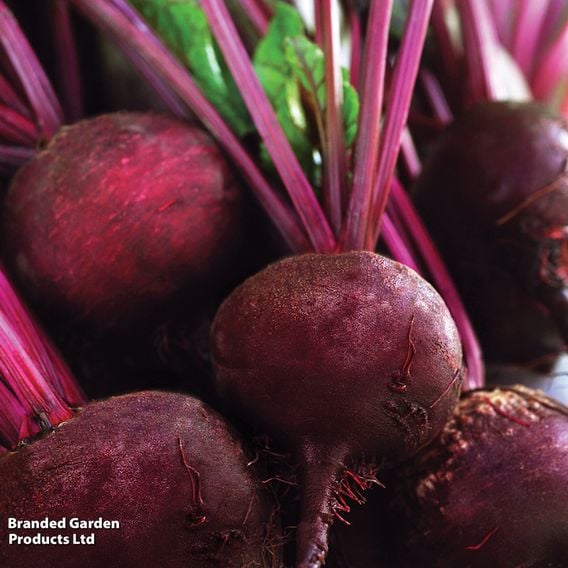 Beetroot 'Detroit' - Organic Seeds
