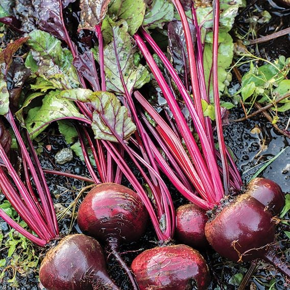 Beetroot 'Detroit' - Organic Seeds
