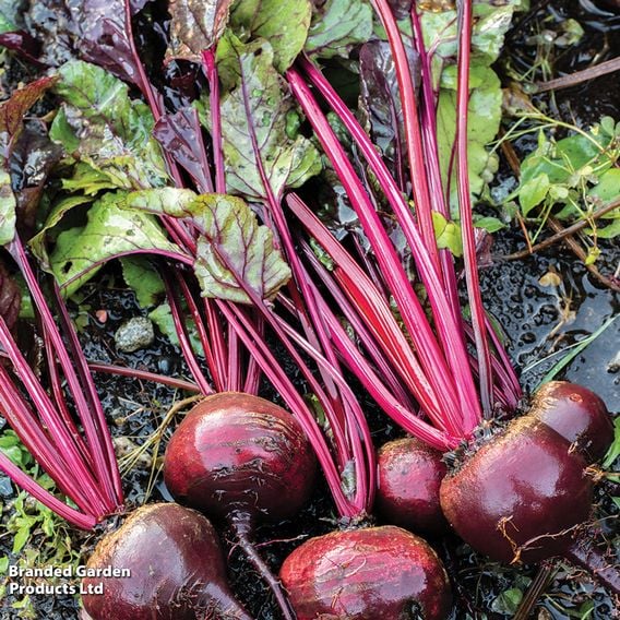 Beetroot 'Detroit' - Organic Seeds