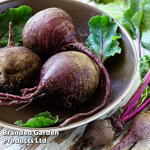 Beetroot Jolie F1 Seeds