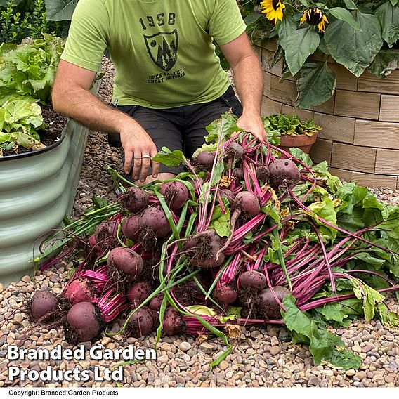 Beetroot 'Jolie' F1 - Seeds