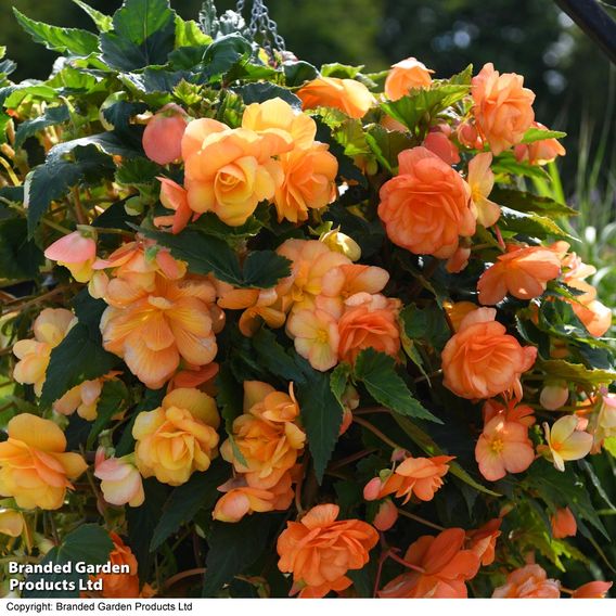Begonia x tuberhybrida 'Apricot Shades Improved' F1 Hybrid
