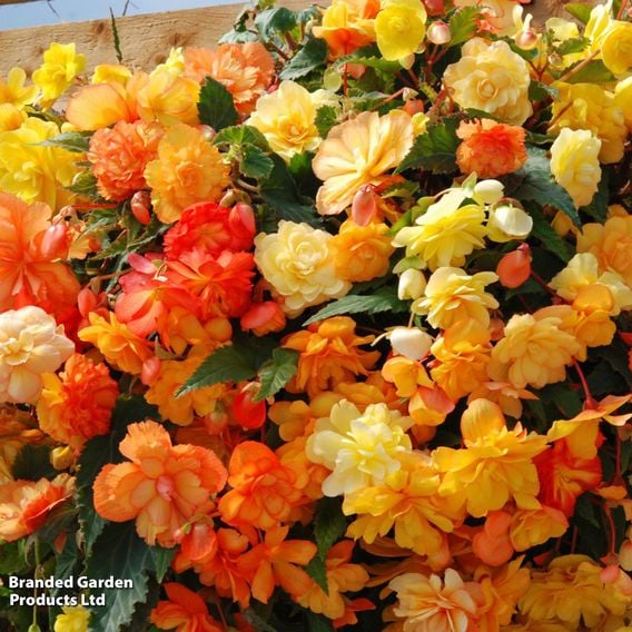 Begonia x tuberhybrida 'Apricot Shades Improved' F1