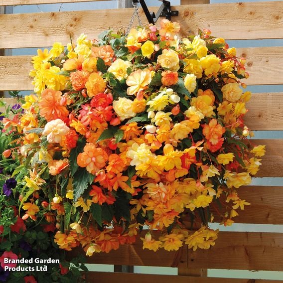 Begonia x tuberhybrida 'Apricot Shades Improved' F1