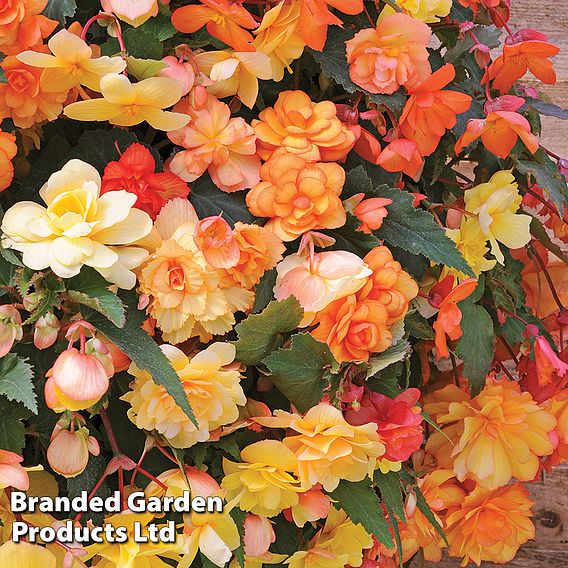 Begonia x tuberhybrida 'Apricot Shades Improved' F1 Hybrid - Tubers